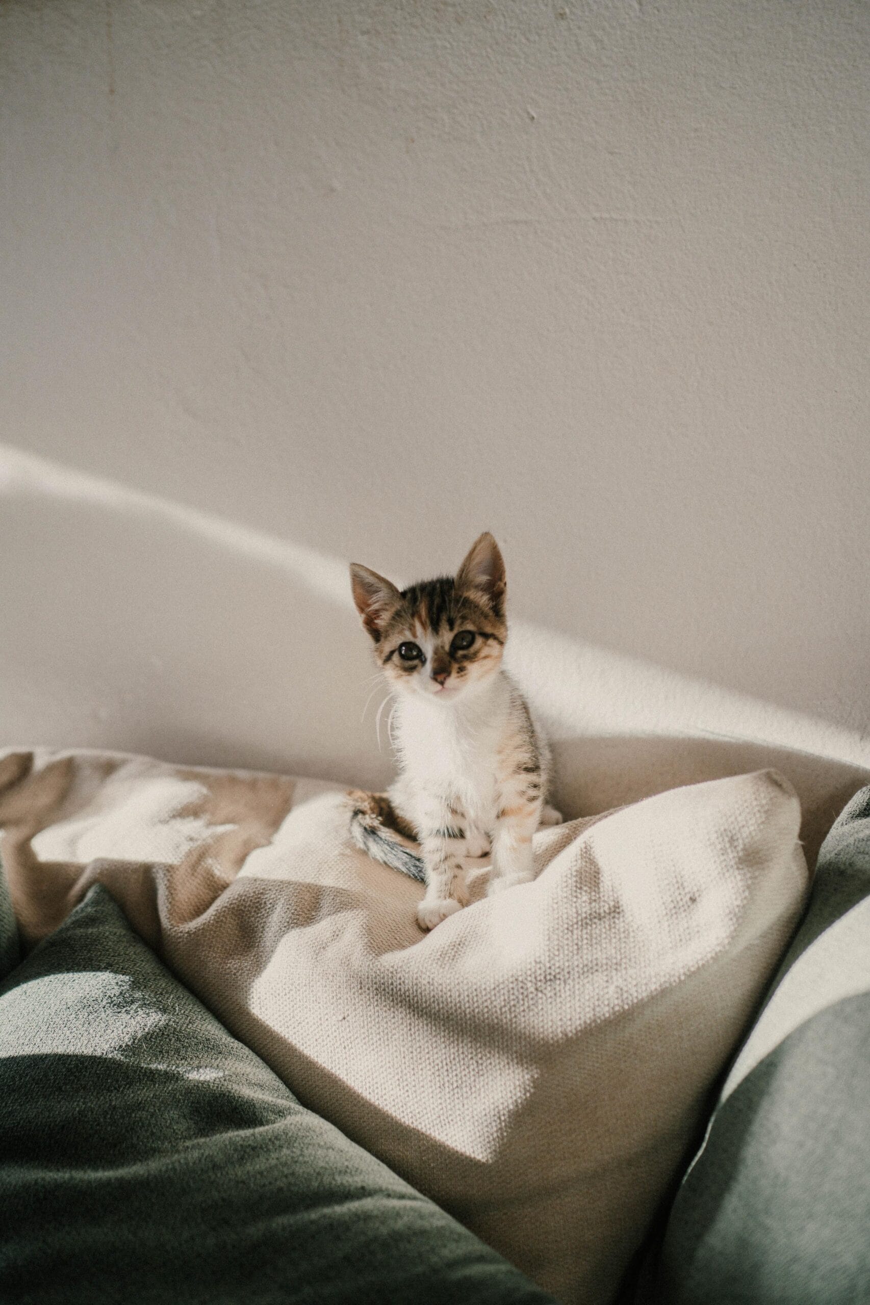 House cat on duty